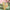 Eleganz und Kick: Dein alkoholfreier POLLY French Buck!